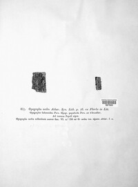 Alyxoria lichenoides image